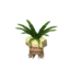 Exeggutor